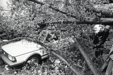 403112 Afbeelding van een op een auto gevallen boom aan de Wolter Heukelslaan te Utrecht, na een storm.